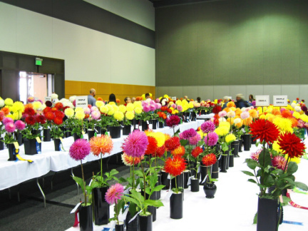 American Dahlia Society Show, Tacoma, Washington State, USA 2014  (David Brown)